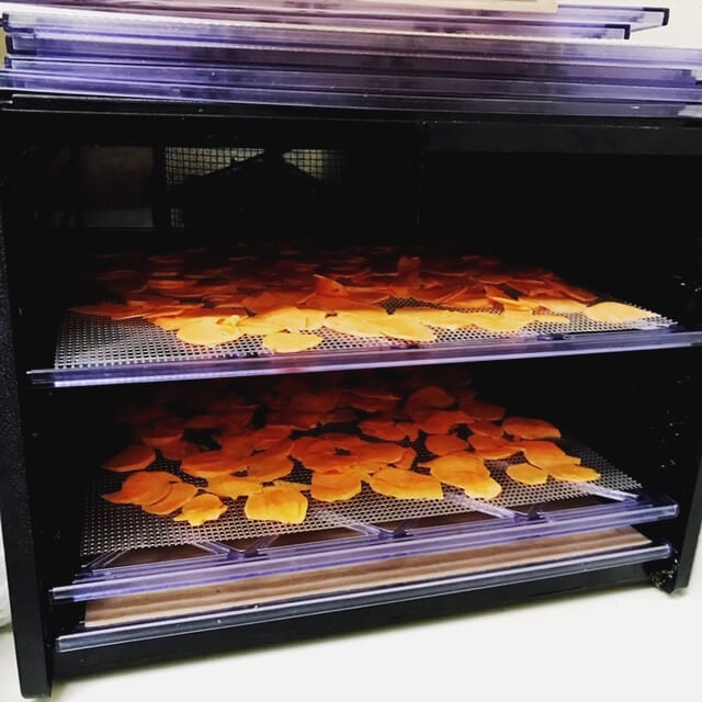 Two mesh dehydrator trays filled with sliced sweet potato chips inside a dehydrator machine 